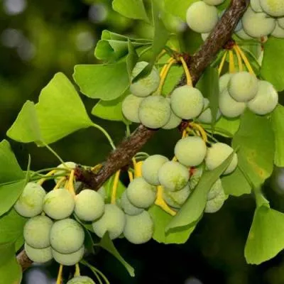 Гинкго билоба  Гинкго билоба в Самохваловичи