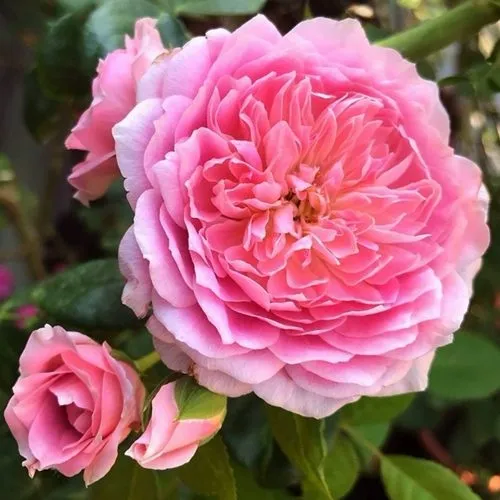 Роза ФРАНЦУЗСКОЕ ПЛАТЬЕ японская в Самохваловичи