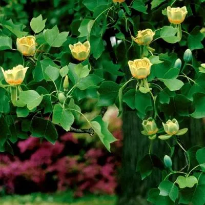 Лириодендрон   Лириодендрон  в Самохваловичи