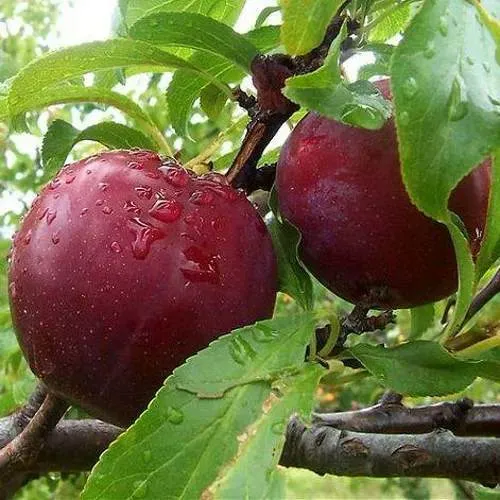 Слива КЛЕОПАТРА в Самохваловичи