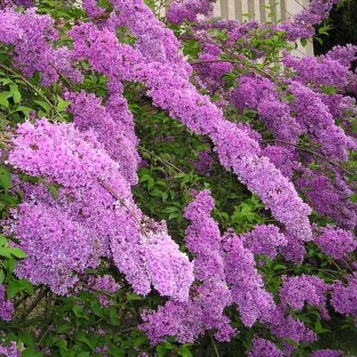 Сирень КИТАЙСКАЯ в Самохваловичи