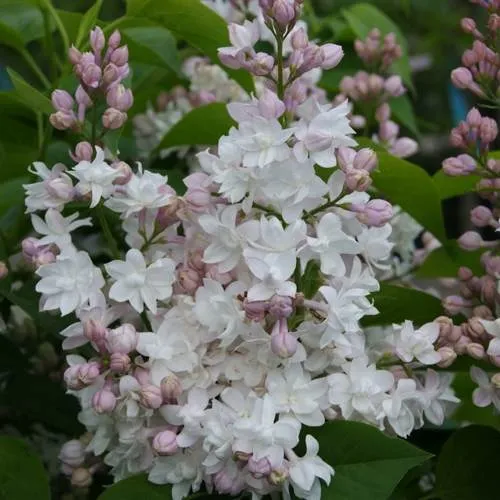 Сирень КРАСАВИЦА МОСКВЫ в Самохваловичи