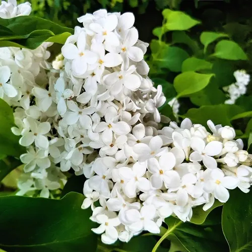 Сирень МАЛЕНЬКИЙ ПРИНЦ в Самохваловичи