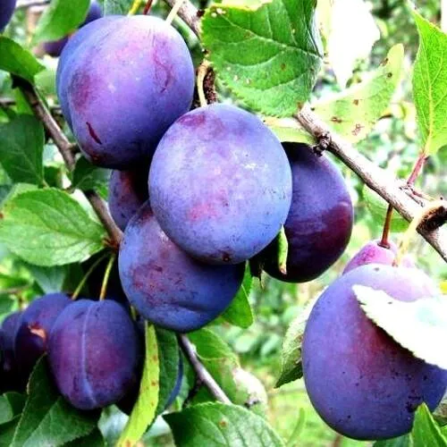 Слива ИРКУТЯНКА