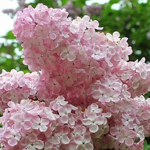 Сирень ВЕЧЕРНИЙ ЗВОН в Самохваловичи