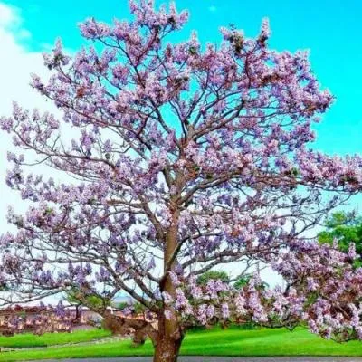 Павловния  Павловния в Самохваловичи