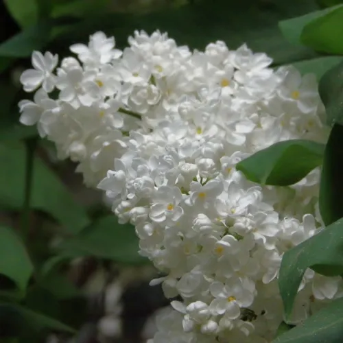 Сирень РУССКИЙ СЕВЕР в Самохваловичи