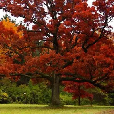 Дуб  Дуб в Самохваловичи