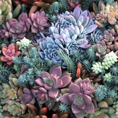 Суккуленты  Суккуленты в Самохваловичи