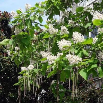 Катальпа  Катальпа в Самохваловичи