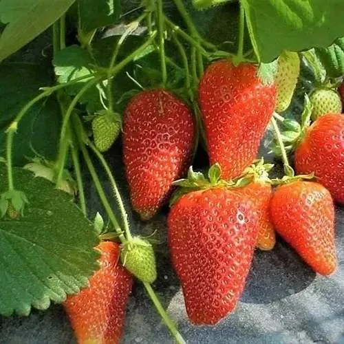 Клубника РОКСАНА в Самохваловичи