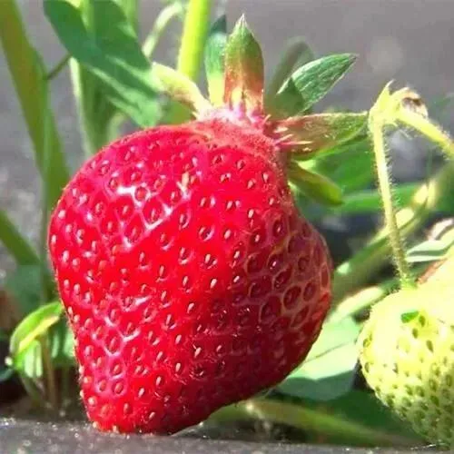 Клубника ХОНЕЙ в Самохваловичи