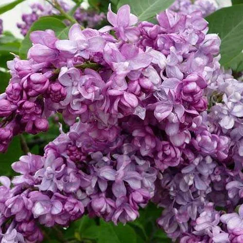 Сирень ГЕНЕРАЛ ПЕРШИНГ в Самохваловичи