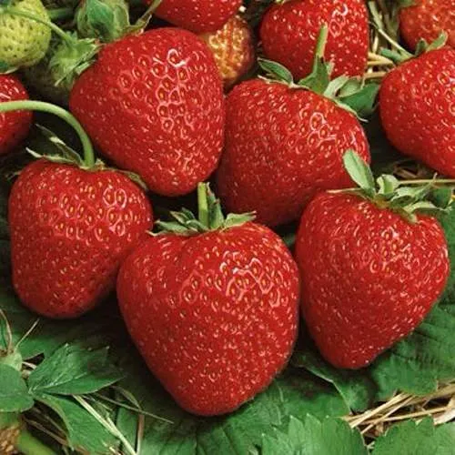 Клубника КОРОНА в Самохваловичи