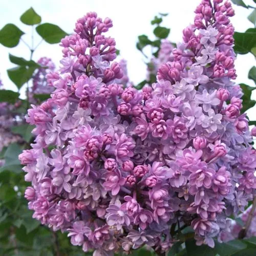 Сирень КОЛХОЗНИЦА в Самохваловичи