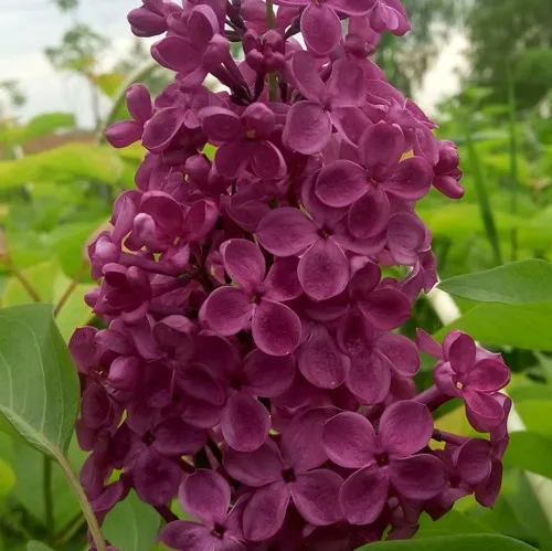 Сирень ИНДИЯ в Самохваловичи