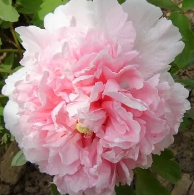 Пион БУКЕТ РОЗОВЫХ ГВОЗДИК древовидный  Пион БУКЕТ РОЗОВЫХ ГВОЗДИК древовидный в Самохваловичи