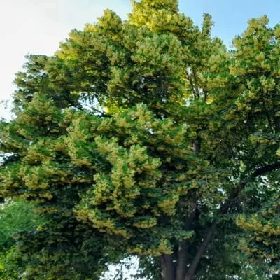 Липа  Липа в Самохваловичи