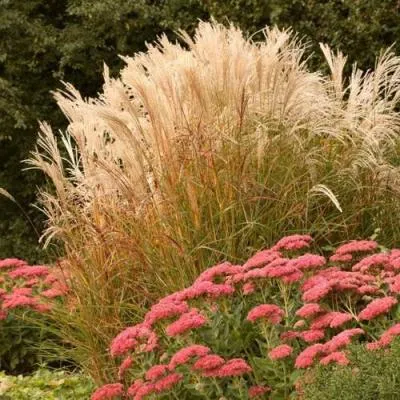 Злаки  Злаки в Самохваловичи