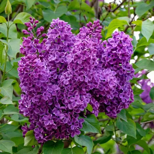 Сирень СУМЕРКИ в Самохваловичи