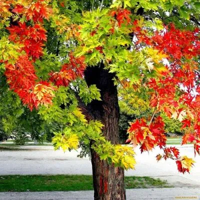 Клен  Клен в Самохваловичи