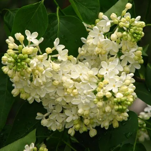 Сирень ПРИМРОУЗ в Самохваловичи