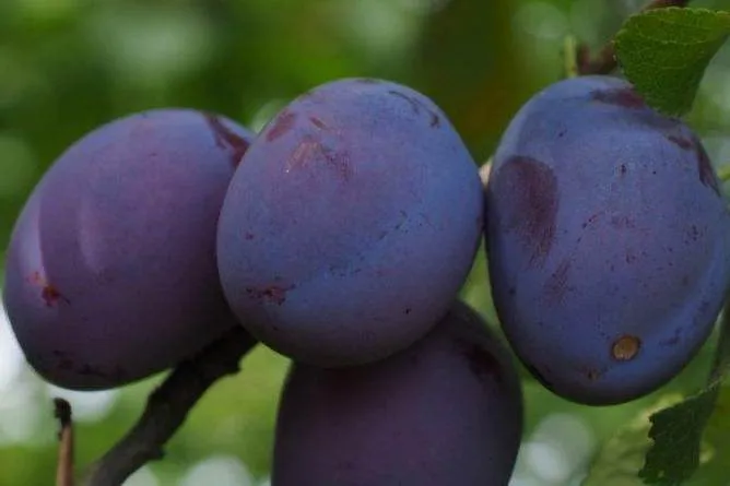 Поздняя слива.jpeg Поздняя слива.jpeg