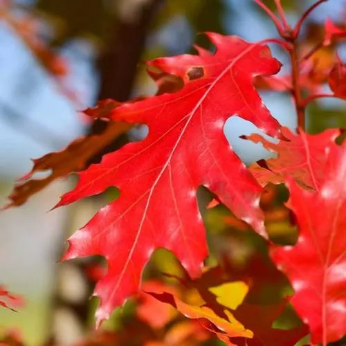 дуб.jpg дуб.jpg