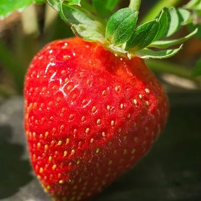 Саженцы земляники садовой Клубника Альба.jpg