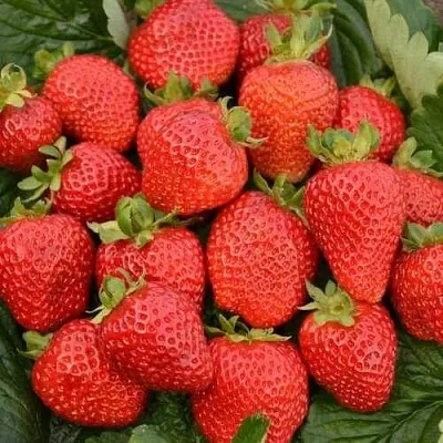 Клубника САН АНДРЕАС ремонтантная  Клубника САН АНДРЕАС ремонтантная в Самохваловичи