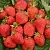 Клубника САН АНДРЕАС ремонтантная в Самохваловичи