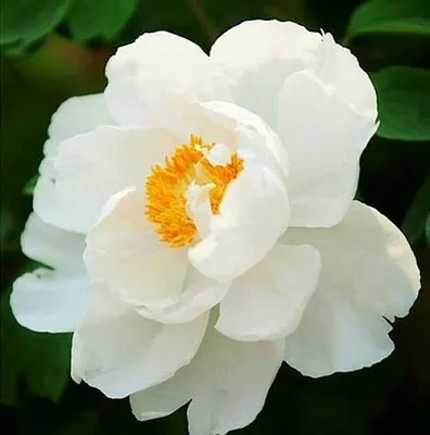 Пион ЛЕТНИЙ ДВОРЕЦ древовидный  Пион ЛЕТНИЙ ДВОРЕЦ древовидный в Самохваловичи