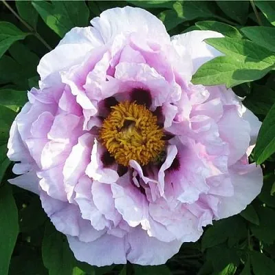 Пион СИНИЙ САПФИР древовидный  Пион СИНИЙ САПФИР древовидный в Самохваловичи