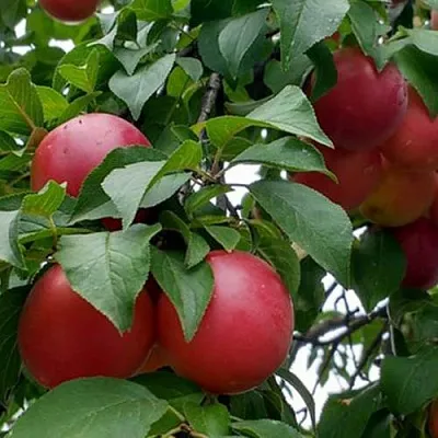 Плумкот БИРИКОККОЛО ГИГАНТЕ ДИ БУДРИО  Плумкот БИРИКОККОЛО ГИГАНТЕ ДИ БУДРИО в Самохваловичи