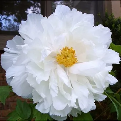 Пион БЕЛЫЙ НЕФРИТ древовидный  Пион БЕЛЫЙ НЕФРИТ древовидный в Самохваловичи