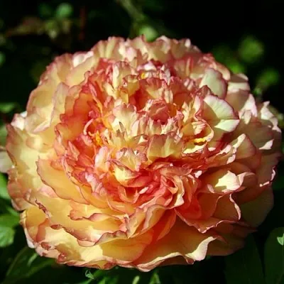 Пион ЗОЛОТАЯ РОССЫПЬ древовидный  Пион ЗОЛОТАЯ РОССЫПЬ древовидный в Самохваловичи