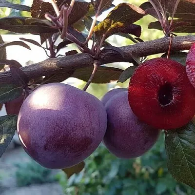 Слива ПАННА  Слива ПАННА в Самохваловичи