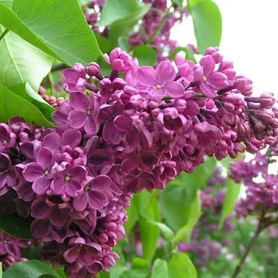 Сирень ДЕНЬ ПОБЕДЫ  Сирень ДЕНЬ ПОБЕДЫ в Самохваловичи