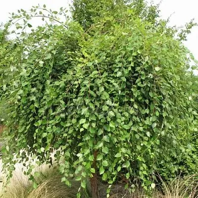 Береза САММЕР КАСКАД черная  Береза САММЕР КАСКАД черная в Самохваловичи