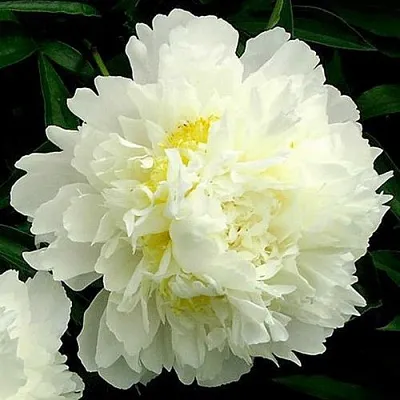 Пион ЗОЛОТОЙ ОРЕОЛ травянистый  Пион ЗОЛОТОЙ ОРЕОЛ травянистый в Самохваловичи