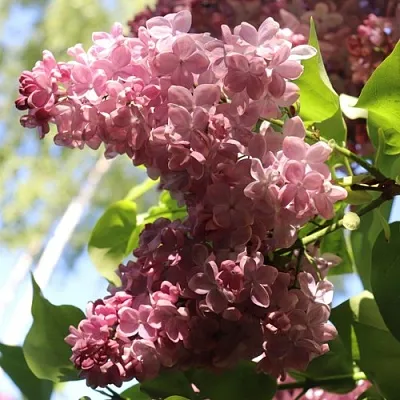 Сирень МЕДОВЫЙ СПАС  Сирень МЕДОВЫЙ СПАС в Самохваловичи