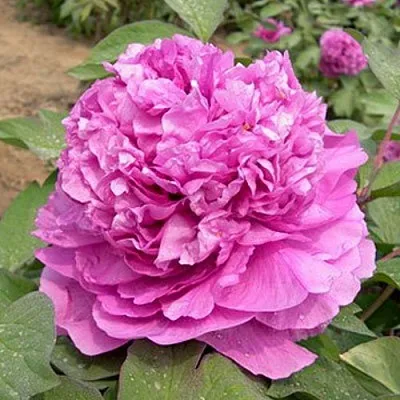 Пион ОРНАМЕНТ древовидный  Пион ОРНАМЕНТ древовидный в Самохваловичи