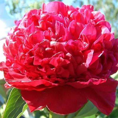 Пион ИНСПЕКТОР ЛАВЕРН травянистый  Пион ИНСПЕКТОР ЛАВЕРН травянистый в Самохваловичи