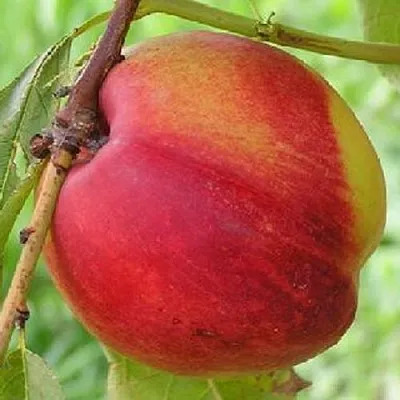 Нектарин СТАРК РЕД ГОЛД  Нектарин СТАРК РЕД ГОЛД в Самохваловичи