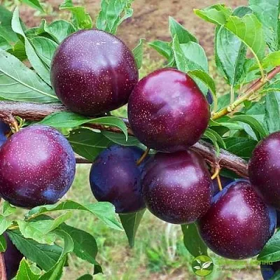 Шарафуга ВЕЛЬВЕТ САНРАЙЗ  Шарафуга ВЕЛЬВЕТ САНРАЙЗ в Самохваловичи