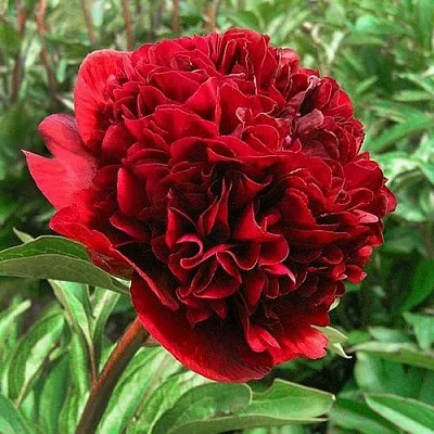 Пион РЕД ГРЕЙС травянистый  Пион РЕД ГРЕЙС травянистый в Самохваловичи