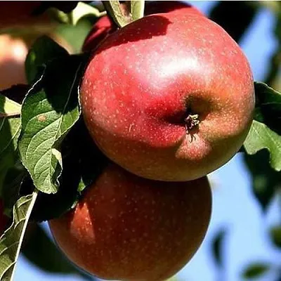 Яблоня АНТЕЙ КИЕВСКИЙ колонновидная  Яблоня АНТЕЙ КИЕВСКИЙ колонновидная в Самохваловичи