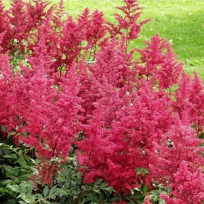 Астильба СКАЙСКРЕЙПЕР китайская  Астильба СКАЙСКРЕЙПЕР китайская в Самохваловичи