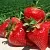 Клубника ДЖОЛИ в Самохваловичи