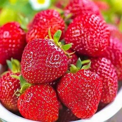 Клубника СИЛЬВИЯ  Клубника СИЛЬВИЯ в Самохваловичи